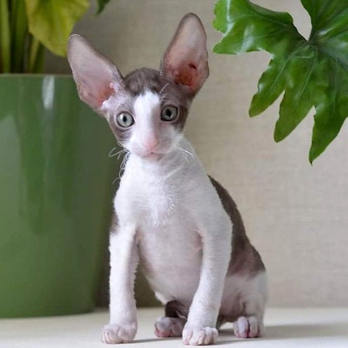 Chocolate cornish rex on sale
